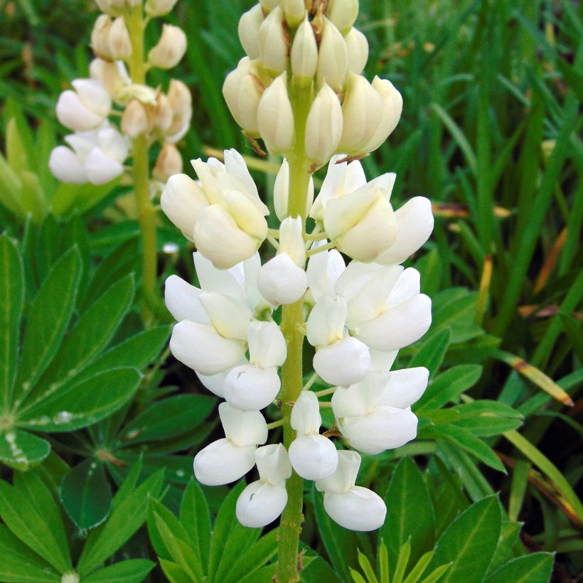 Lupin Gallery White (Flowering)