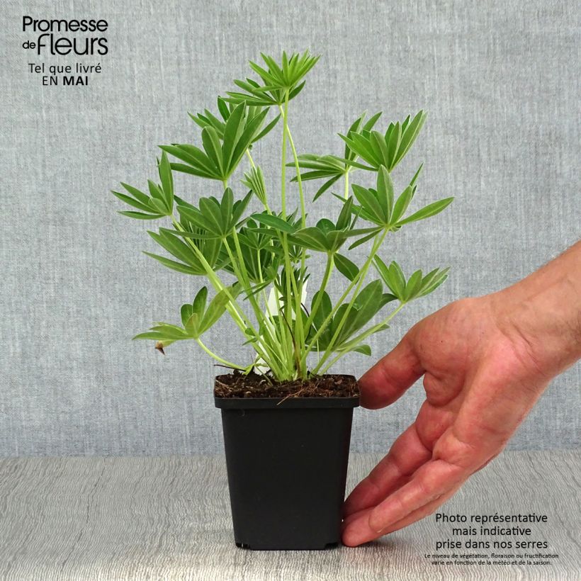 Example of Lupin Gallery White Godet de 8/9 cm as you get in printemps