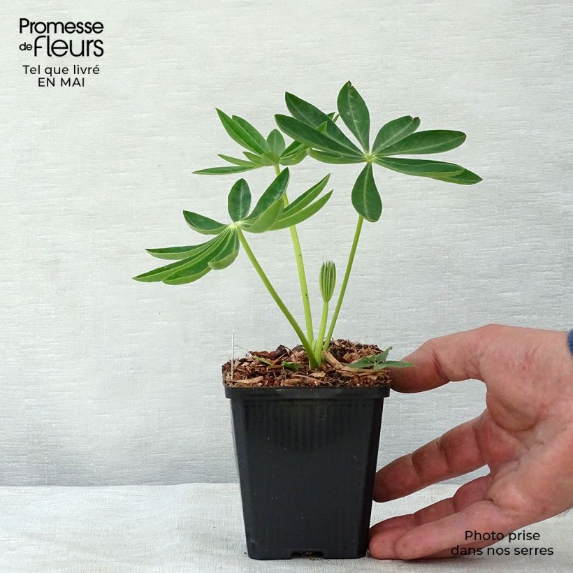 Spécimen de Lupin Gallery Yellow Godet de 8/9 cm tel que livré au printemps