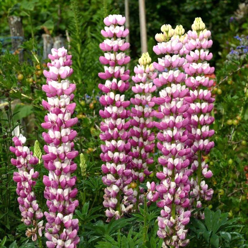 Lupin La Chatelaine rose (Floraison)
