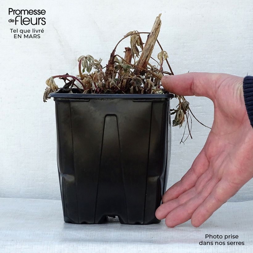 Spécimen de Lupin La Chatelaine rose Pot de 2L/3L tel que livré au printemps