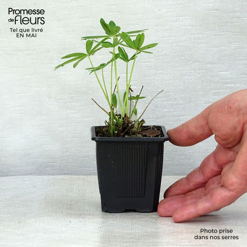 Spécimen de Lupin Le Chandelier jaune Godet de 7/8 cm tel que livré au printemps