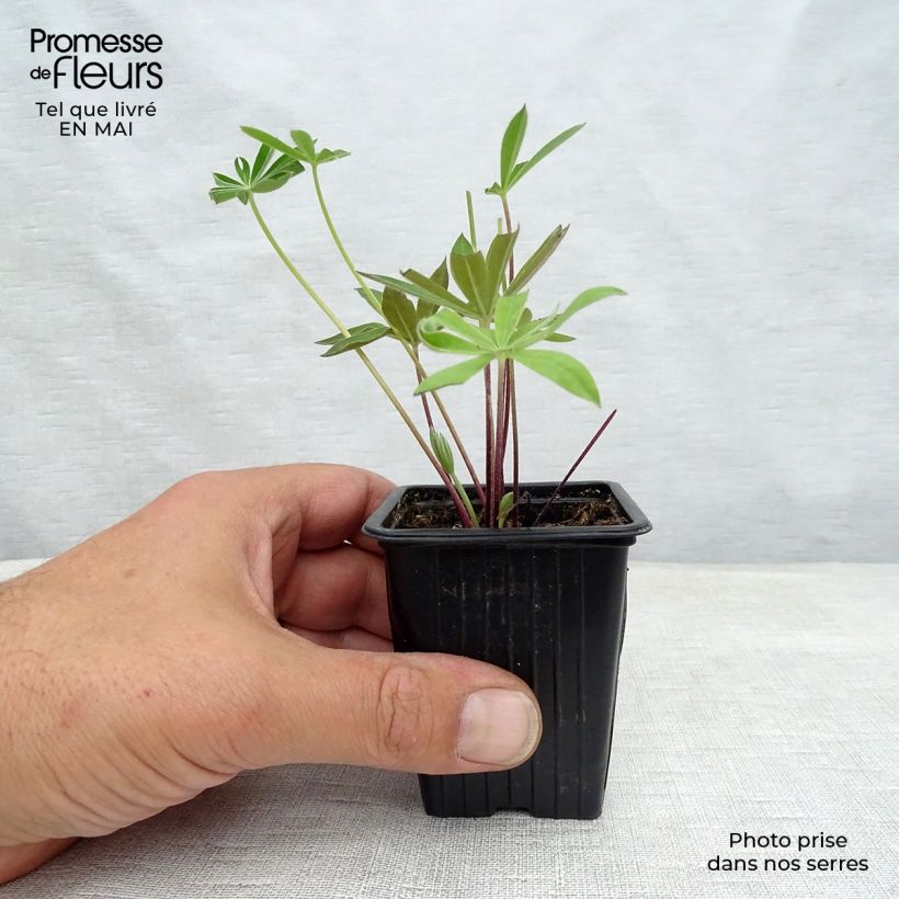 Example of Lupin Le Gentilhomme (The Governor) bleu Godet de 7/8 cm as you get in printemps