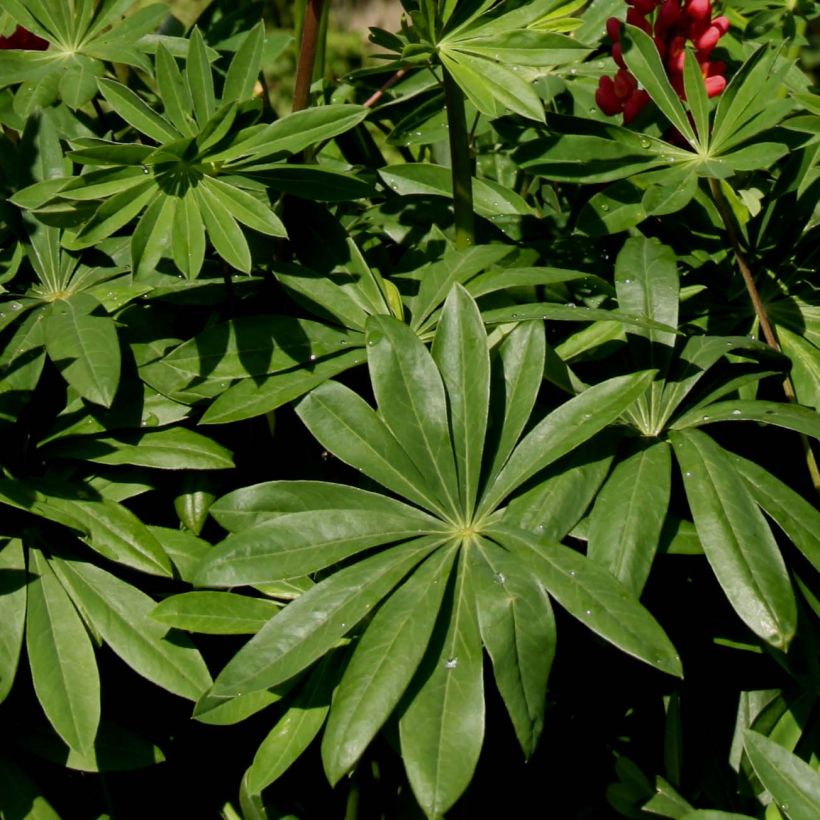 Lupin Les Pages (Foliage)