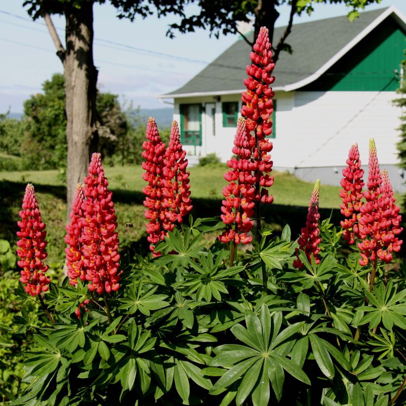 Lupin Les Pages (Plant habit)