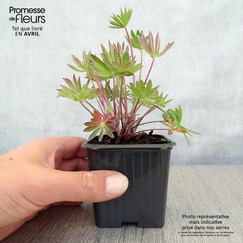 Example of Lupin Mon Chateau (My Castle) rouge Godet de 7/8 cm as you get in printemps