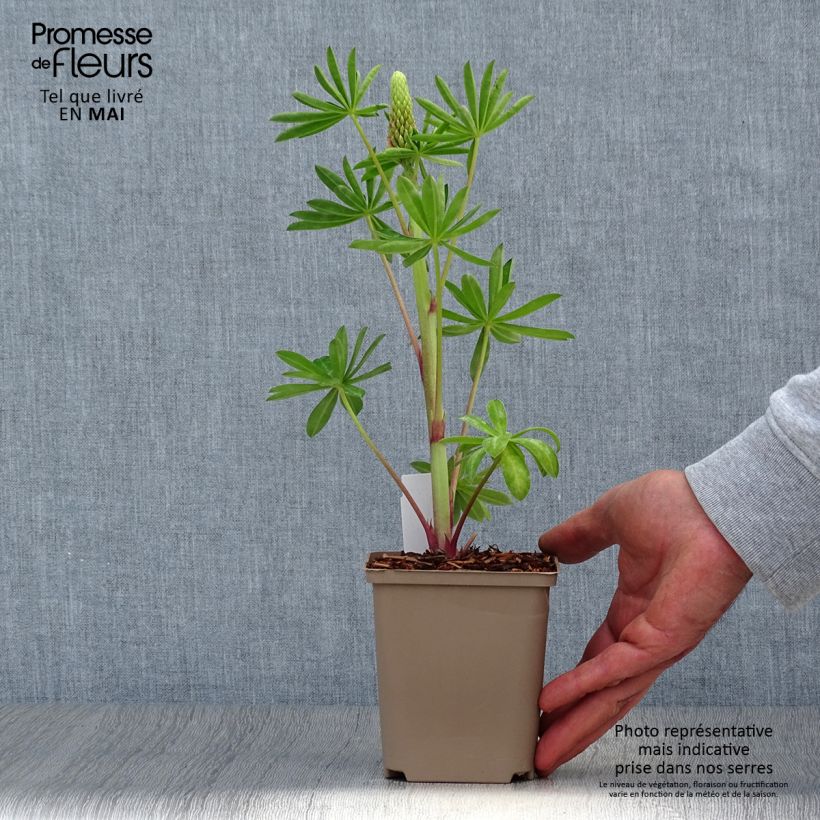 Example of Lupin West Country Blossom rose pâle Pot de 10 cm/11cm as you get in printemps
