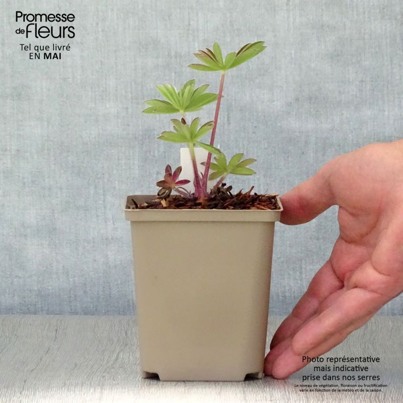 Spécimen de Lupin West Country Persian Slipper bleu-violacé. Pot de 10 cm/11cm tel que livré au printemps