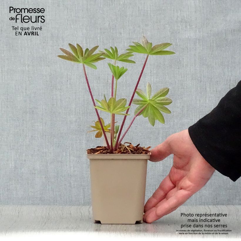 Spécimen de Lupin West Country Tequila Flame rouge et jaune Pot de 10 cm/11cm tel que livré au printemps