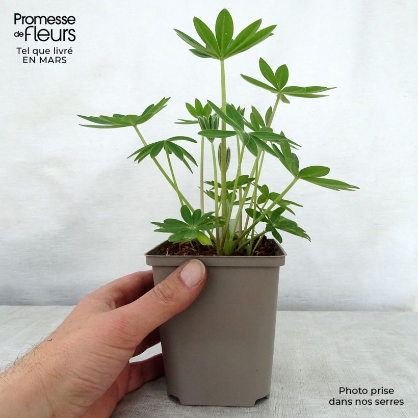 Spécimen de Lupin West Country Terracotta Pot de 10 cm/11cm tel que livré au printemps