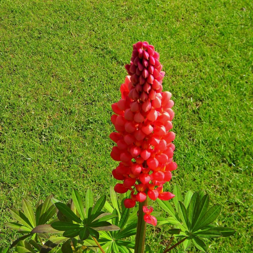Lupin West Country Towering Inferno rouge-orangé (Flowering)