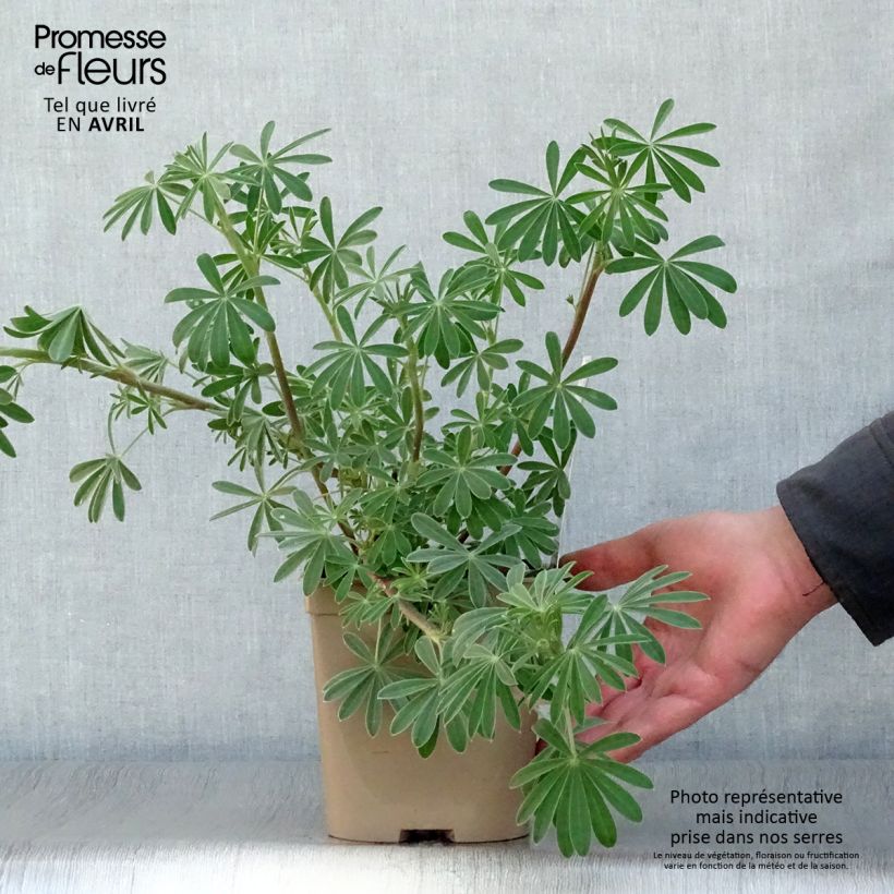 Spécimen de Lupin arboreus Pot de 2L/3L tel que livré au printemps