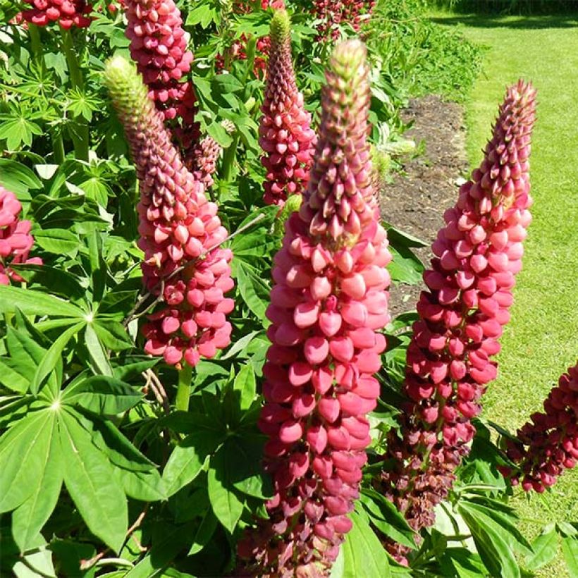 Lupin Mon Chateau (My Castle) rouge (Flowering)