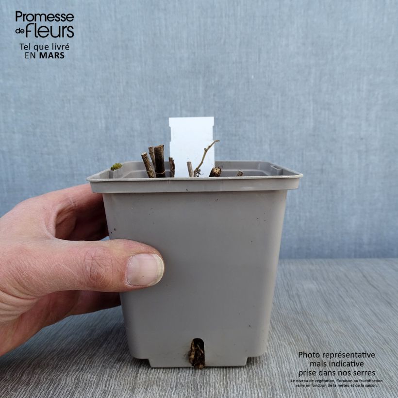 Spécimen de Lupin indigo - Baptisia Purple Smoke Pot de 1L/1,5L tel que livré en hiver