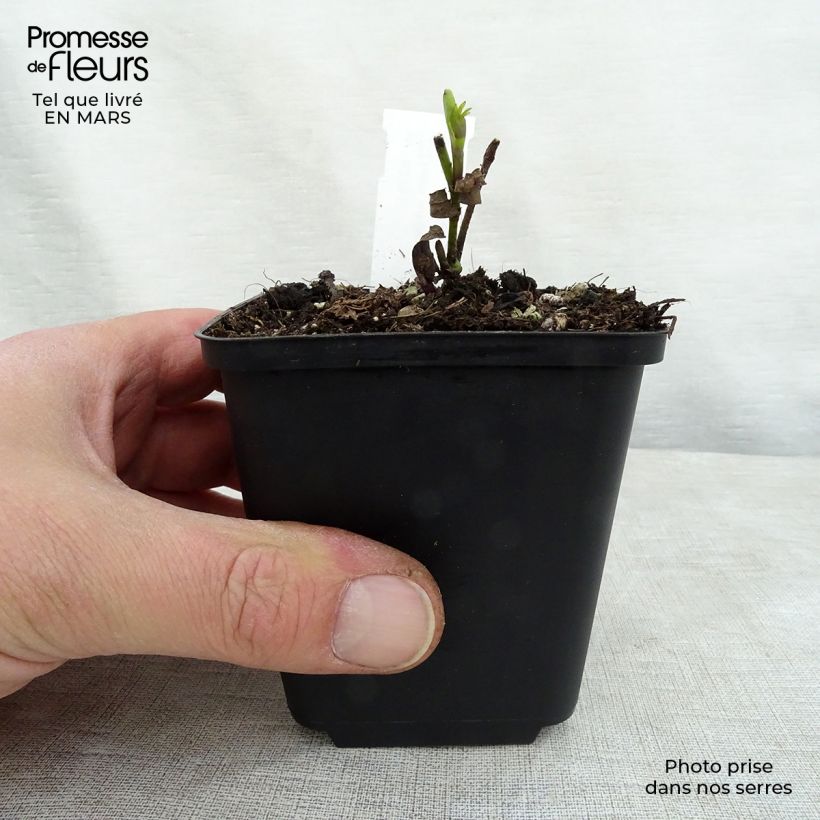 Spécimen de Lupin indigo - Baptisia Twilight Prairie Blues Godet de 8/9 cm tel que livré au printemps