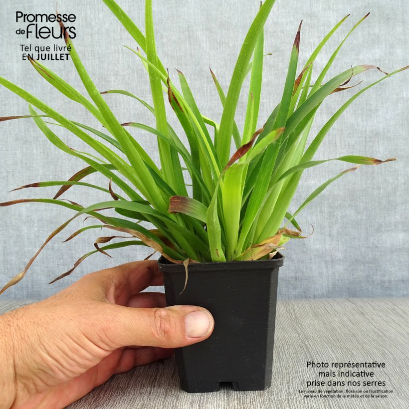 Spécimen de Luzula sylvatica - Luzule des bois Godet de 8/9 cm tel que livré en été