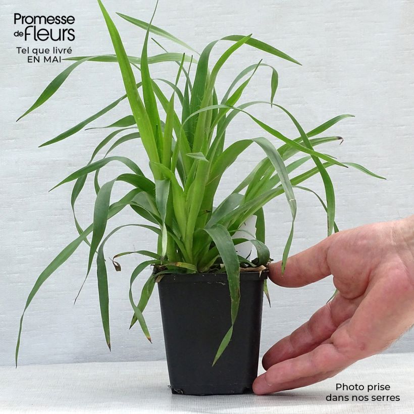 Spécimen de Luzula sylvatica - Luzule des bois Godet de 8/9 cm tel que livré au printemps