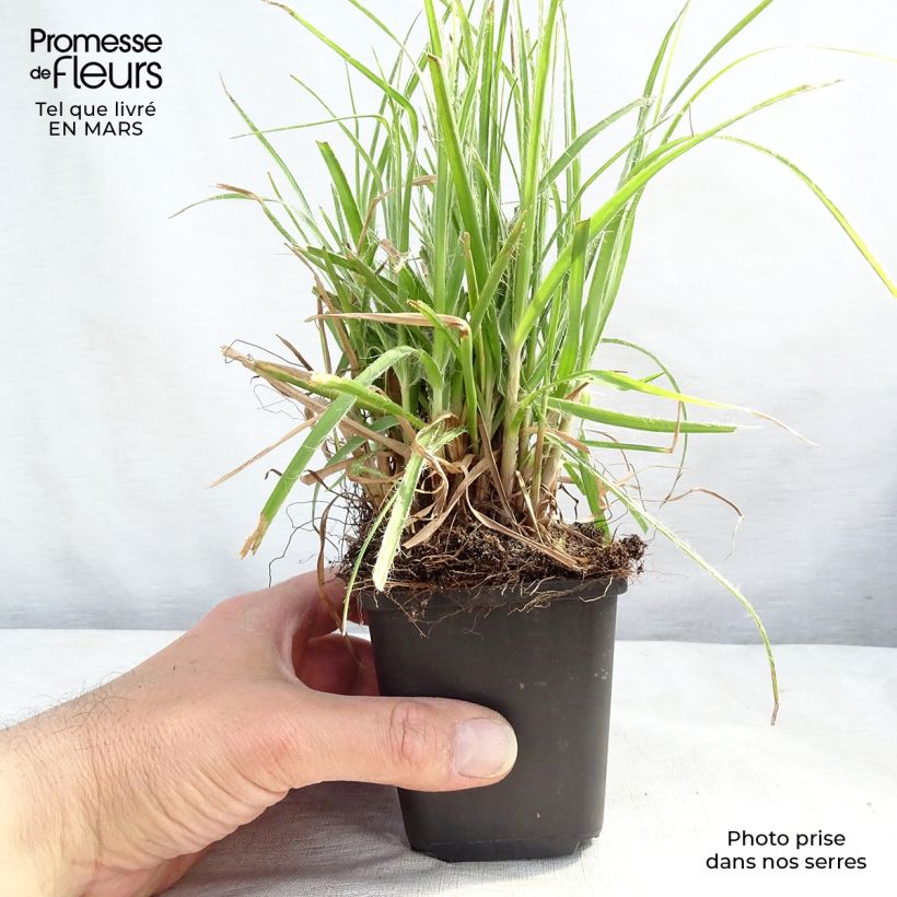 Spécimen de Luzule blanche - Luzula nivea Godet de 8/9 cm tel que livré au printemps