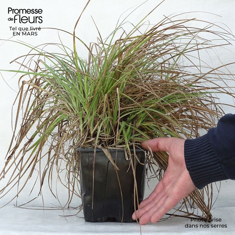 Spécimen de Luzule blanche - Luzula nivea Pot de 2L/3L tel que livré au printemps