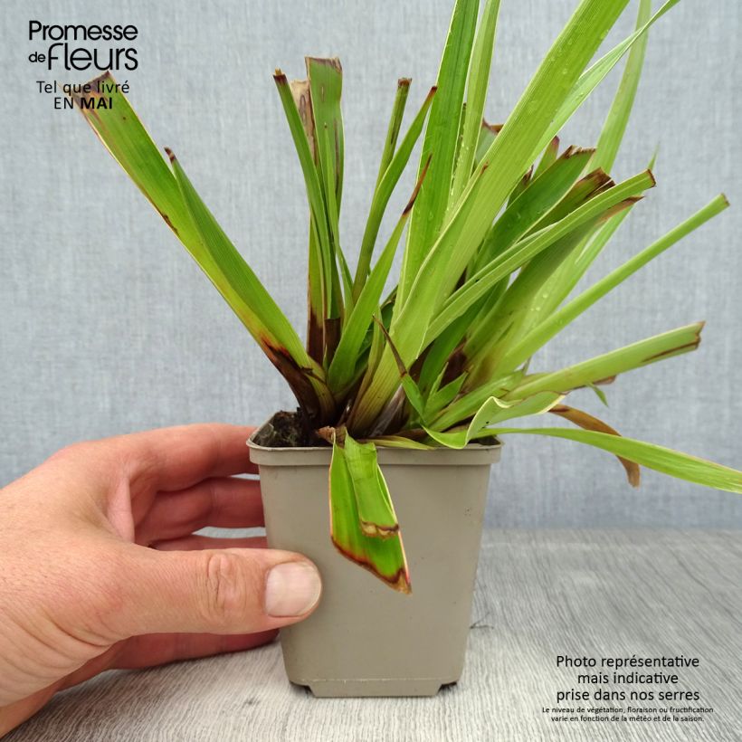 Example of Luzule des bois - Luzula sylvatica Marginata Godet de 8/9 cm as you get in printemps