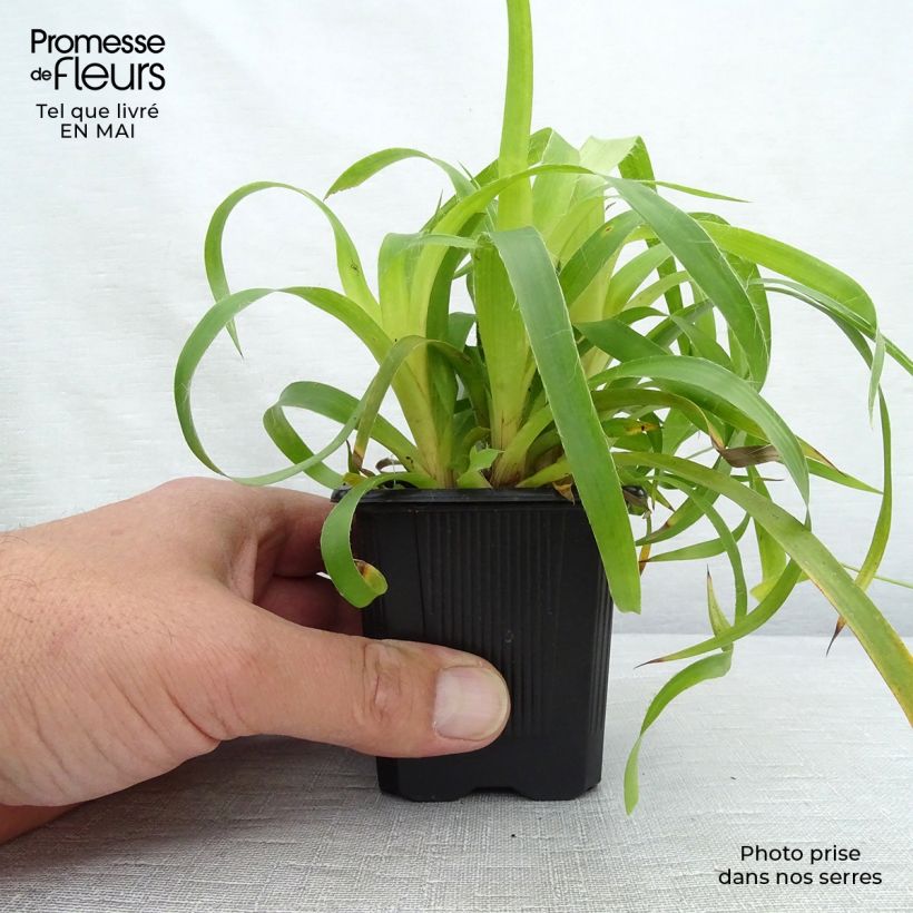 Spécimen de Luzule des bois- Luzula sylvatica Solar Flare Godet de 8/9 cm tel que livré au printemps