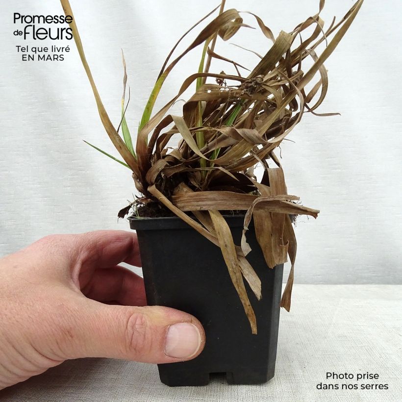 Spécimen de Luzule des bois - Luzula sylvatica Surprise Godet de 8/9 cm tel que livré au printemps