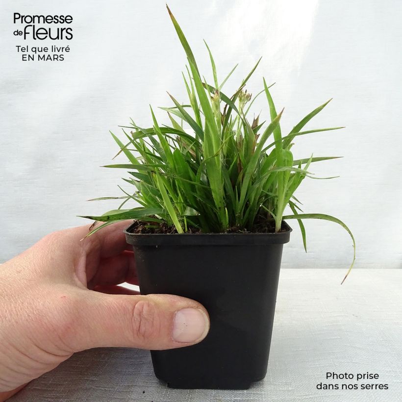 Spécimen de Luzule printanière - Luzula pilosa Godet de 8/9 cm tel que livré au printemps