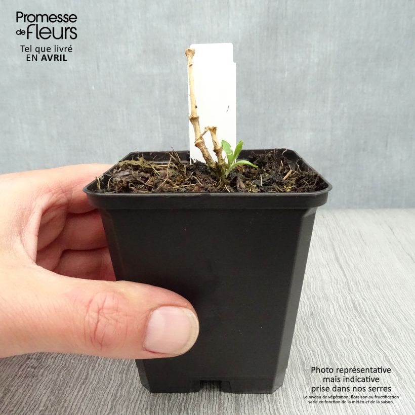 Spécimen de Lychnis Arkwrightii Vesuvius Godet de 8/9 cm tel que livré au printemps