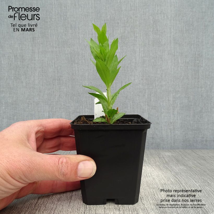 Spécimen de Lychnis chalcedonica Alba - Croix de Jérusalem blanche Godet de 8/9 cm tel que livré au printemps