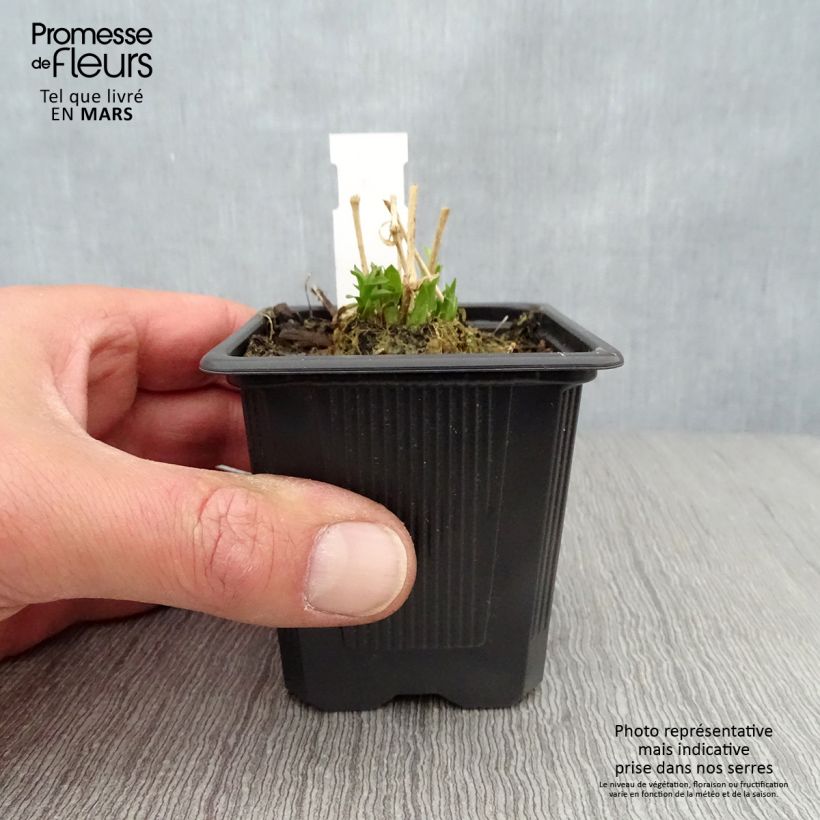 Spécimen de Lychnis chalcedonica Croix de Malte Godet de 8/9 cm tel que livré au printemps