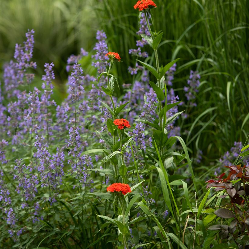 Lychnis chalcedonica Croix de Malte (Port)