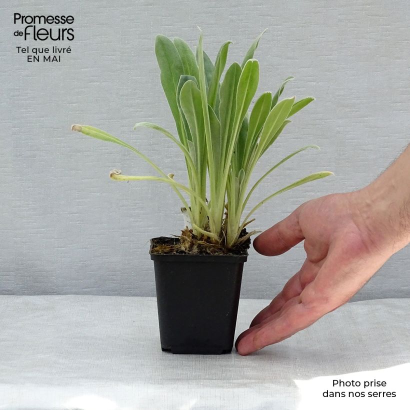 Example of Lychnis coronaria Alba - Coquelourde des jardins blanche Godet de 8/9 cm as you get in printemps