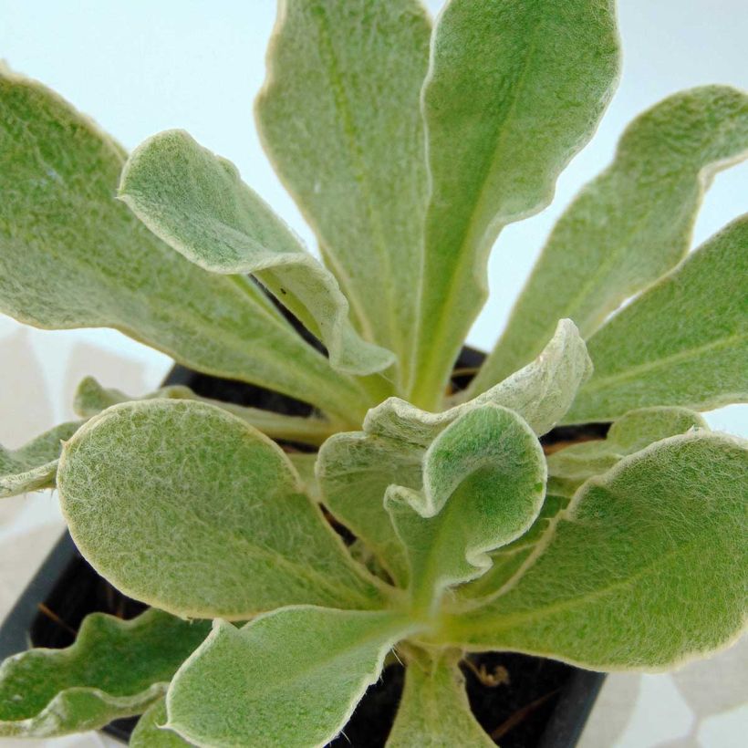 Lychnis coronaria Angel's Blush (Oculata) (Feuillage)