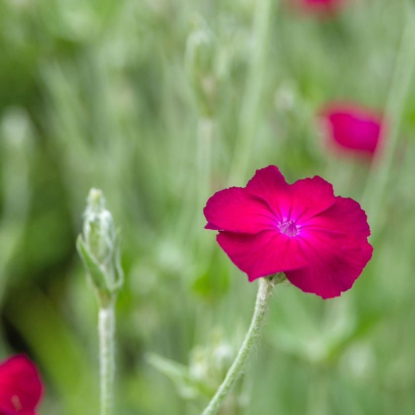 Lychnis coronaria Atrosanguinea - Coquelourde des Jardins (Floraison)