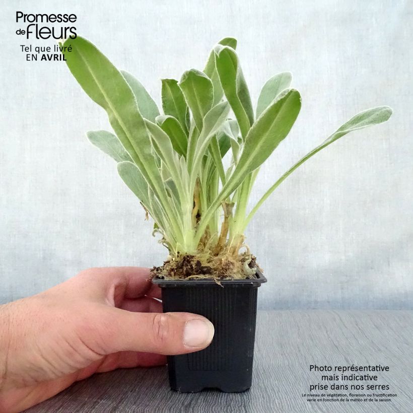 Spécimen de Lychnis coronaria - Coquelourde des Jardins Godet de 8/9 cm tel que livré au printemps