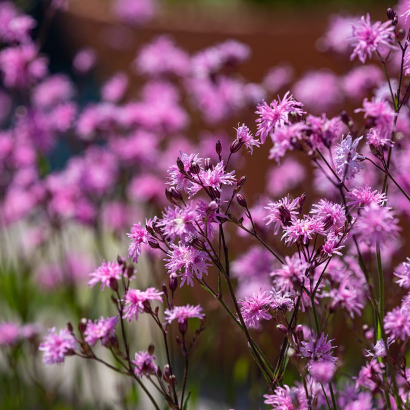 Lychnis flos cuculi Jenny - Oeillet des prés rose  (Port)