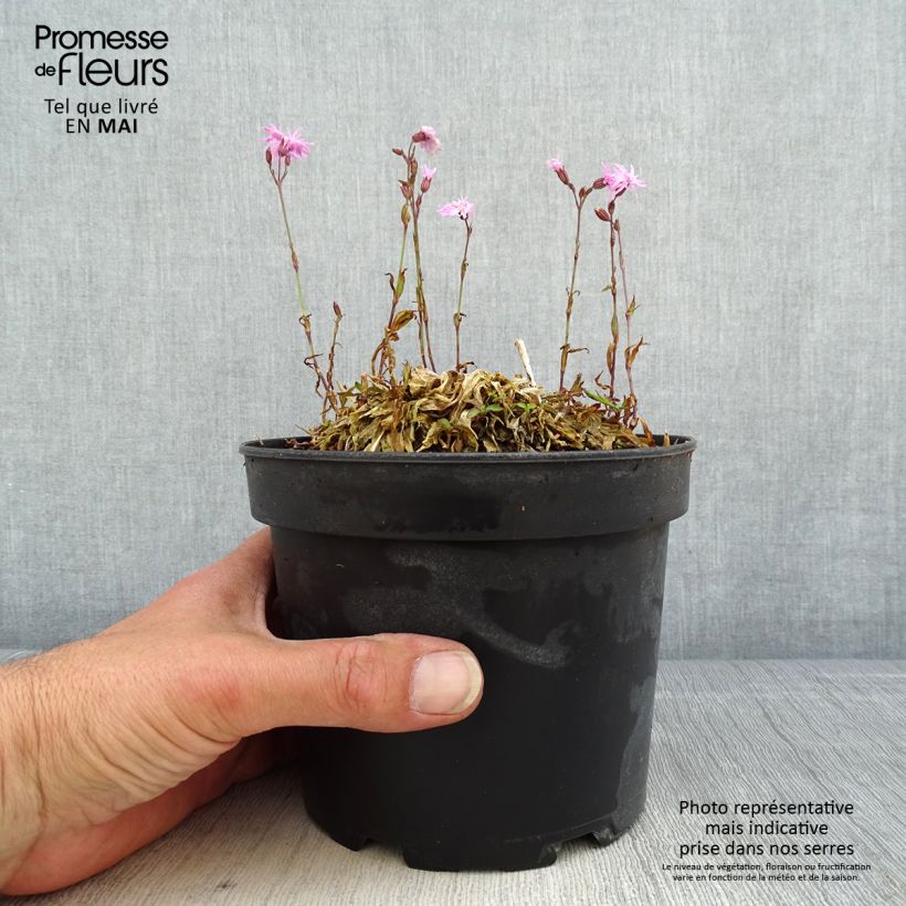 Spécimen de Lychnis flos cuculi Jenny - Oeillet des prés rose  Pot de 2L/3L tel que livré au printemps