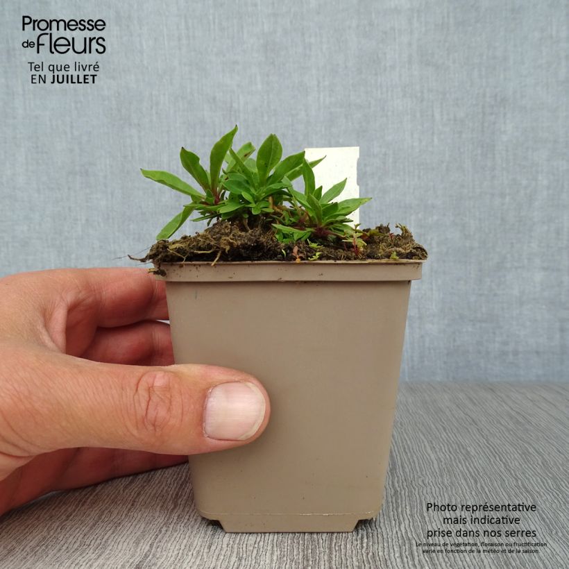 Spécimen de Lychnis flos-cuculi - Oeillet des près Godet de 8/9 cm tel que livré en été