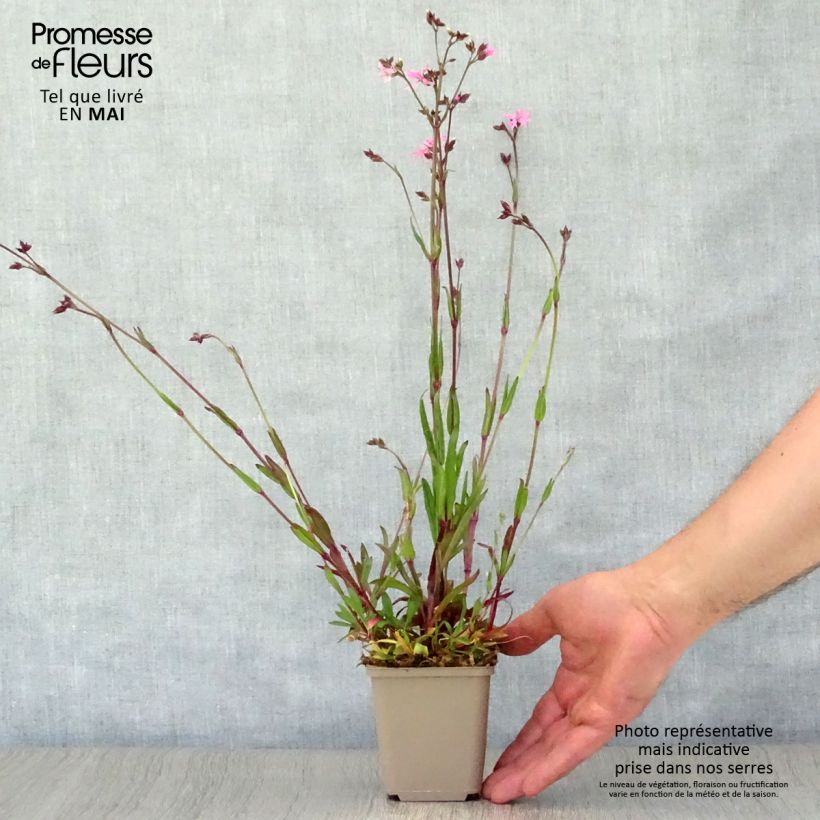 Spécimen de Lychnis flos-cuculi - Oeillet des près Godet de 8/9 cm tel que livré au printemps