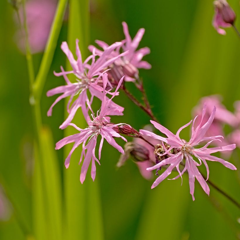 Lychnis flos-cuculi - Oeillet des près (Floraison)