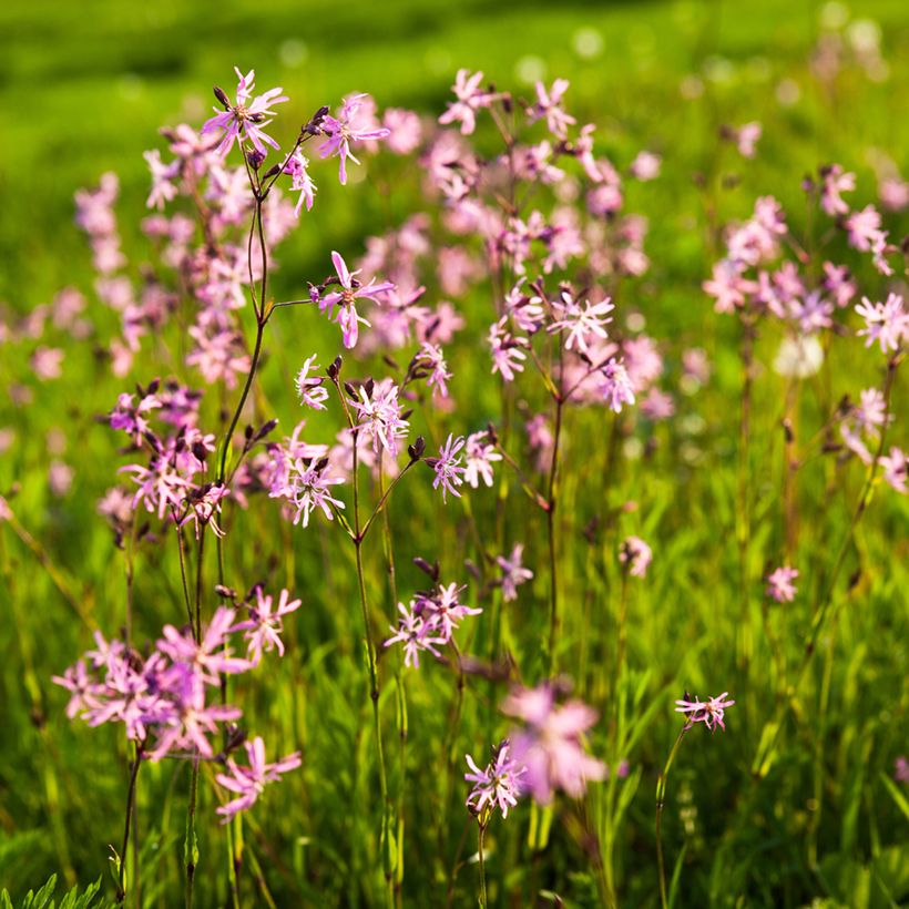 Lychnis flos-cuculi - Oeillet des près (Port)