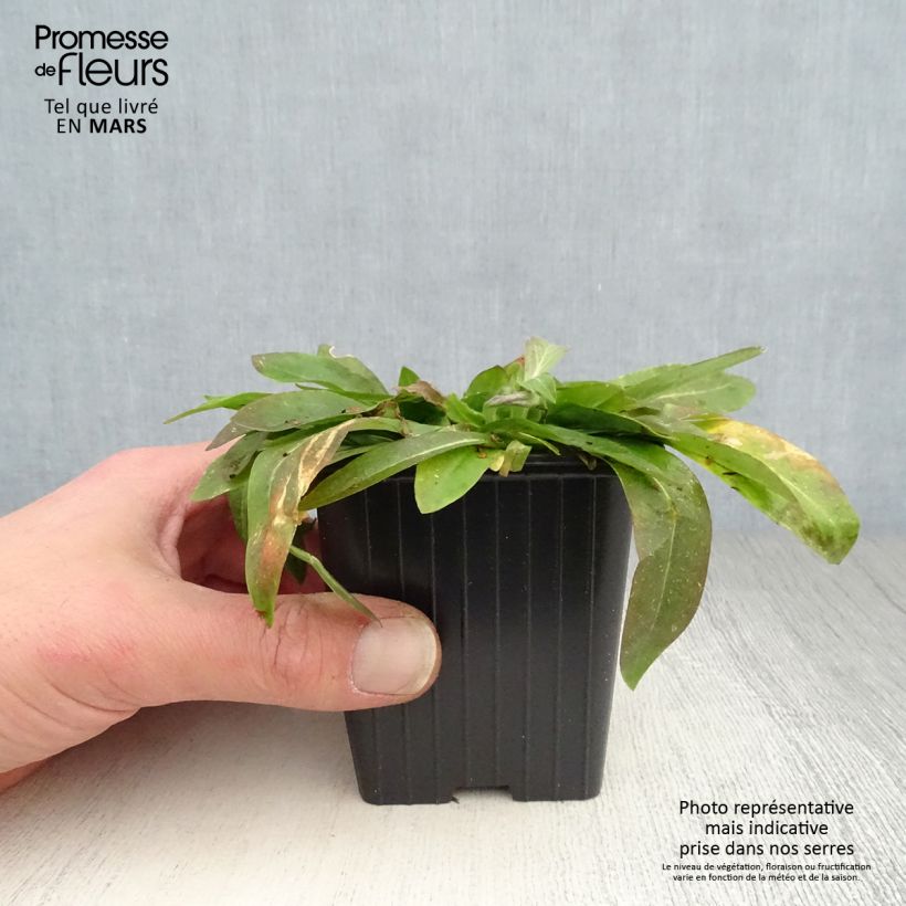 Spécimen de Lychnis flos-cuculi White Robin - Oeillet des prés blanc Godet de 7/8 cm tel que livré au printemps