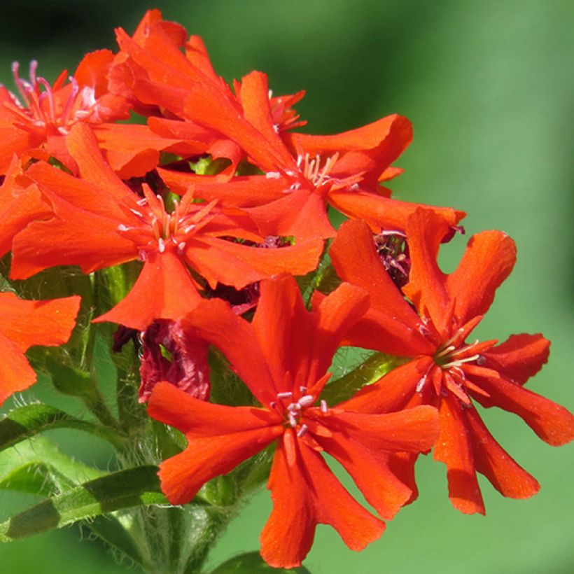 Lychnis haageana Molten Lava (Floraison)