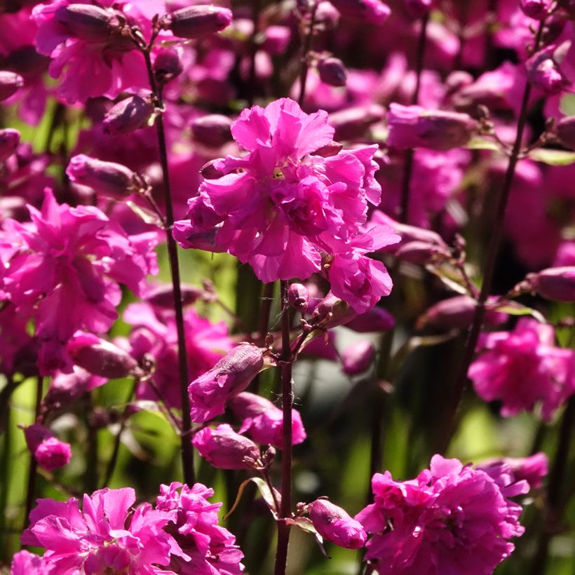 Lychnis viscaria Plena - Attrape-mouches à fleurs doubles (Floraison)