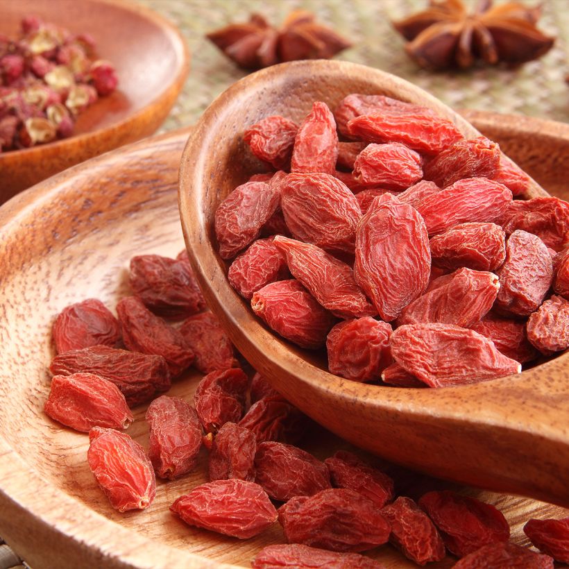 Lycium chinensis - Goji de Chine (Harvest)