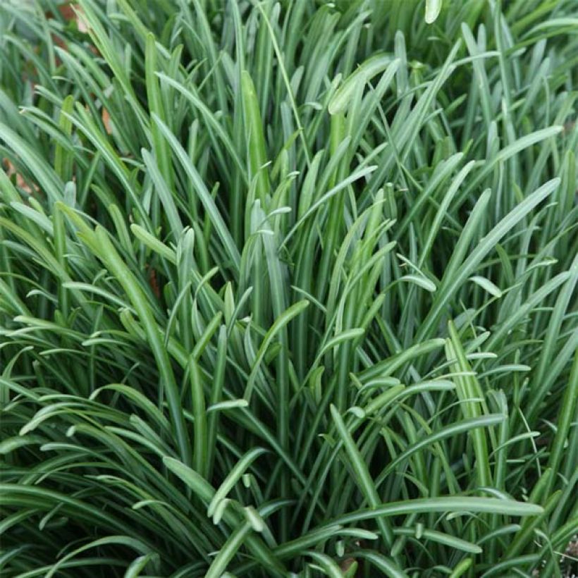 Lycoris radiata - Lis araignée rouge (Feuillage)