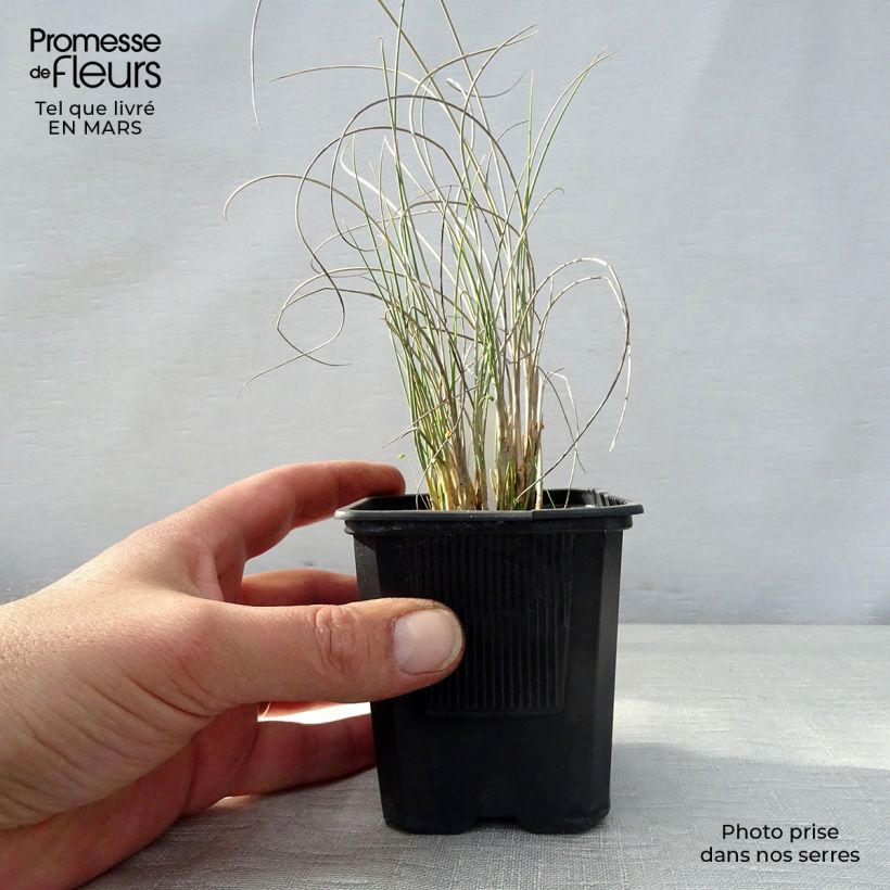 Spécimen de Lygeum spartum Godet de 8/9 cm tel que livré au printemps