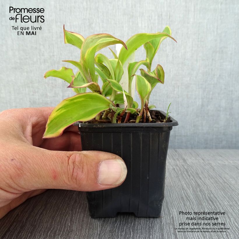 Spécimen de Lys orchidée - Tricyrtis formosana Autumn Glow Godet de 8/9 cm tel que livré au printemps