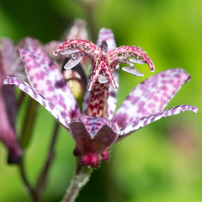 Lys orchidée - Tricyrtis formosana Autumn Glow (Floraison)