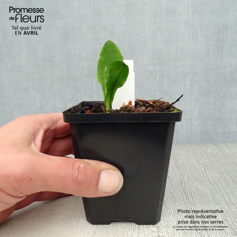 Spécimen de Lysichiton camtschatcensis - Arum bananier blanc Godet de 8/9 cm tel que livré au printemps